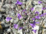 Campanula sibirica