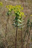 Euphorbia stepposa