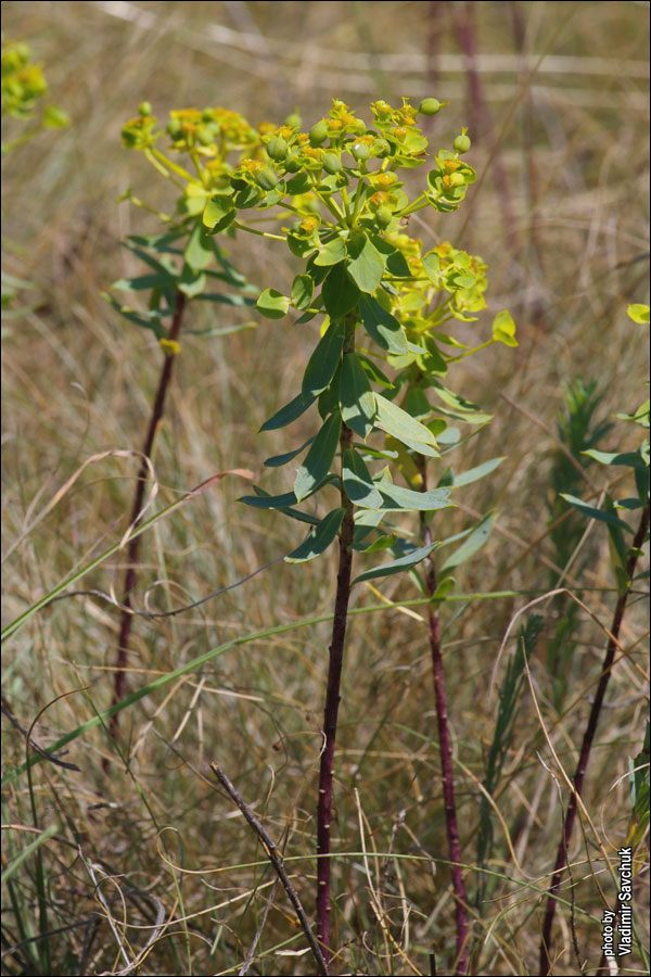 Image of Euphorbia stepposa specimen.