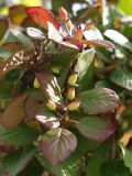 Viburnum burejaeticum