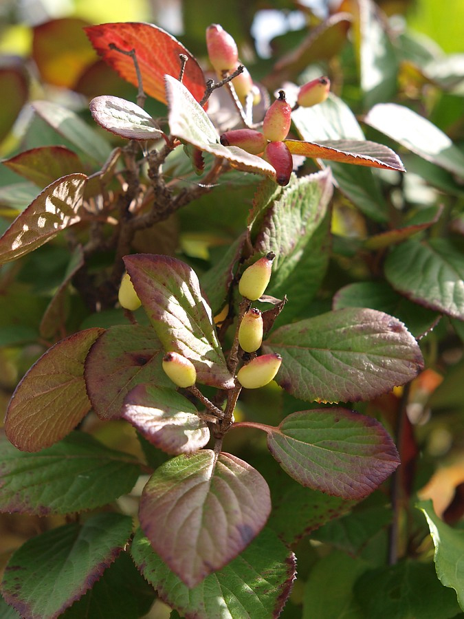 Image of Viburnum burejaeticum specimen.