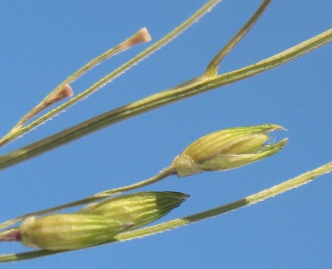 Image of Panicum dichotomiflorum specimen.