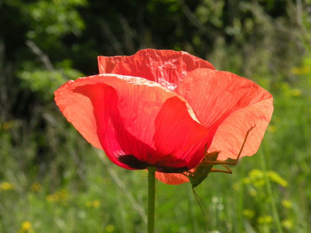 Изображение особи Papaver rhoeas.