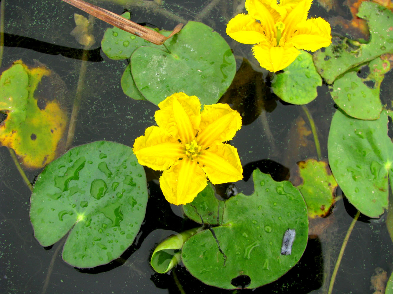 Изображение особи Nymphoides peltata.