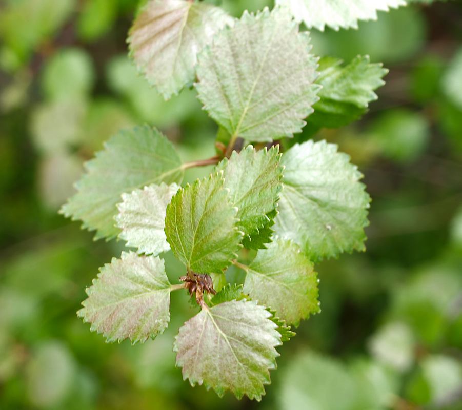 Image of Betula czerepanovii specimen.