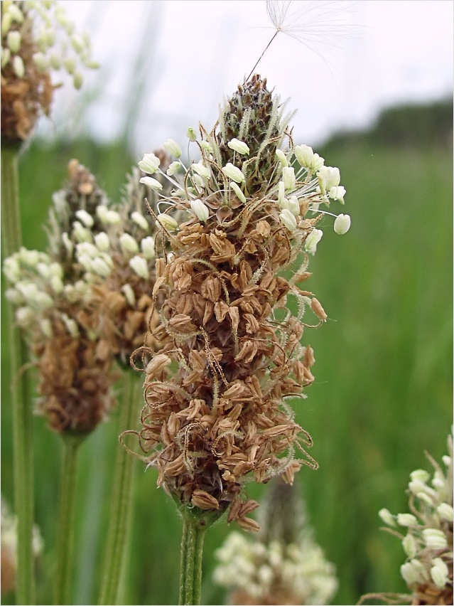 Image of Plantago lanceolata specimen.