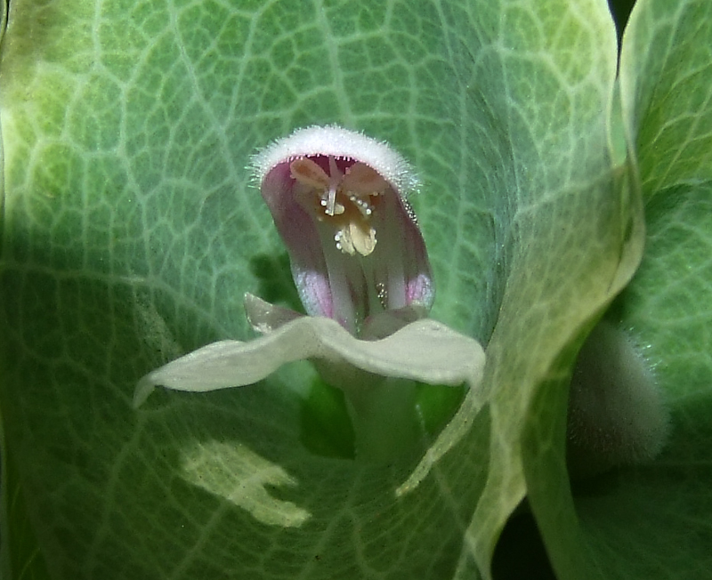 Изображение особи Moluccella laevis.