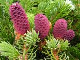 Picea ajanensis