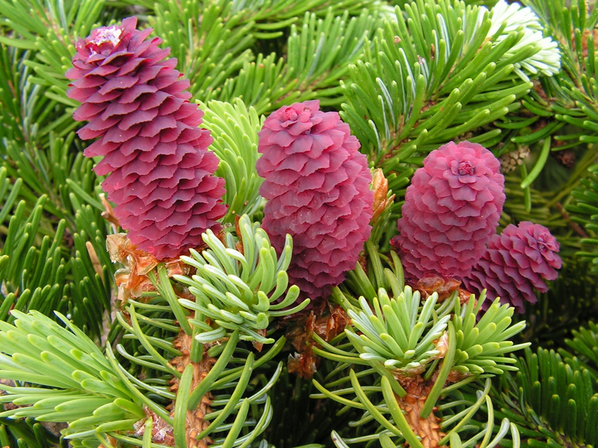 Image of Picea ajanensis specimen.