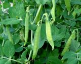 Pisum sativum. Незрелые плоды. Московская обл., дачный участок. 26.07.2006.