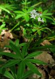 Galium odoratum. Верхушка цветущего растения с бабочкой. Крым, гора Северная Демерджи, западный склон, дубовый лес. 2 мая 2012 г.