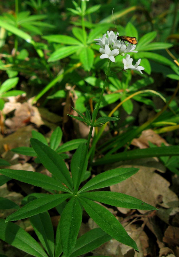 Image of Galium odoratum specimen.