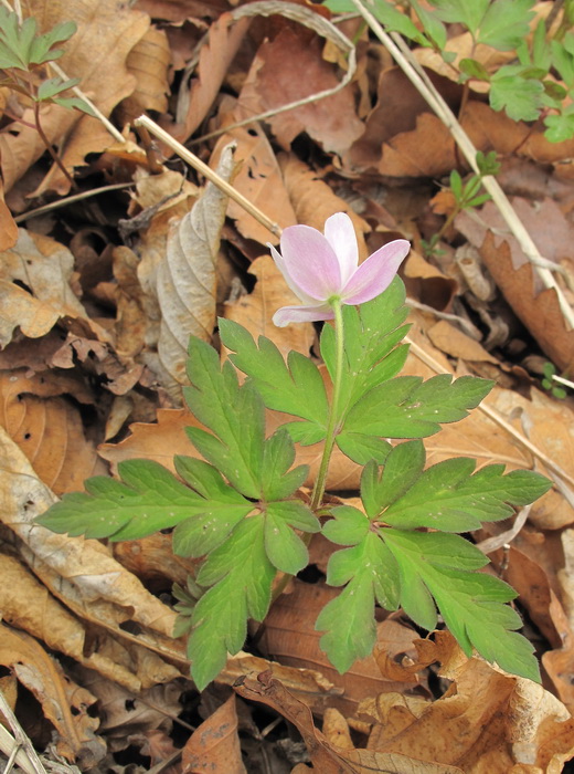 Изображение особи Anemone amurensis.