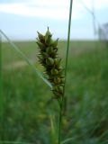 Carex melanostachya