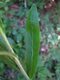 genus Campanula. Лист в средней части цветущего растения. Украина, Черкасская обл., Каневский р-н, Региональный ландшафтный парк \"Трахтемиров\", обочина лесной дороги. 26 мая 2012 г.