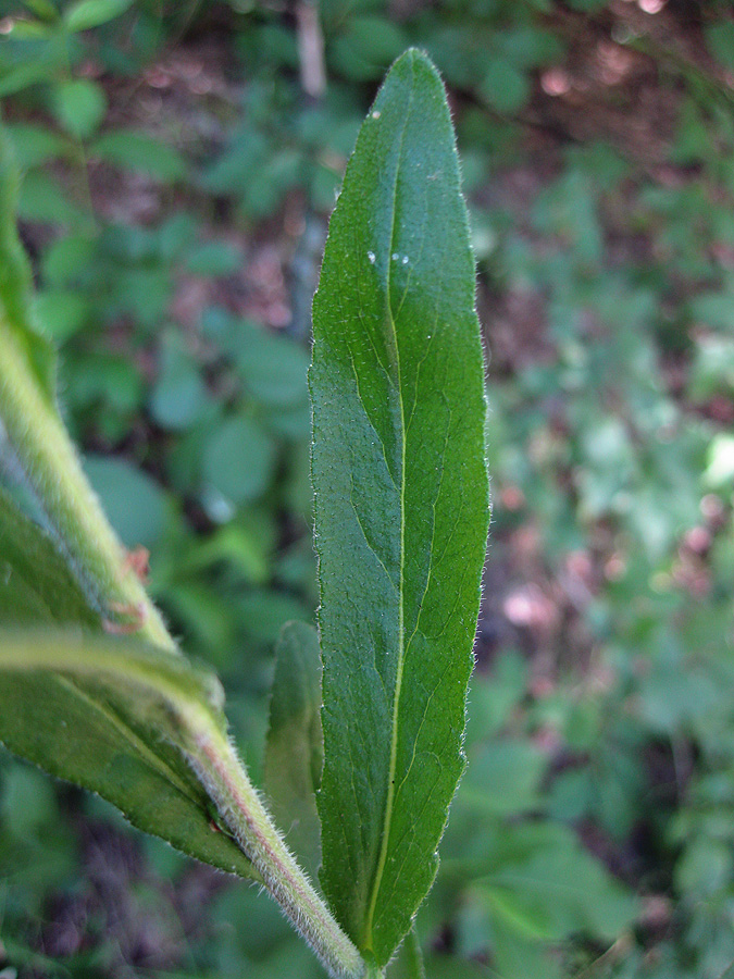 Image of genus Campanula specimen.