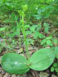 Listera ovata. Цветущее растение. Татарстан, г. Бавлы, заросли около родника. 06.06.2012.