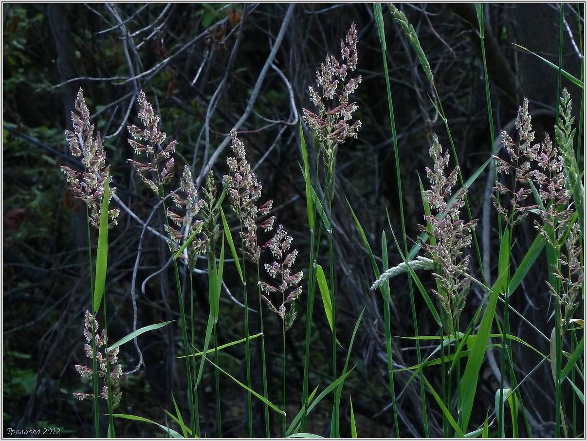 Изображение особи Phalaroides arundinacea.