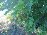 Sorbus domestica