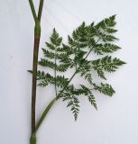 Chaerophyllum bulbosum