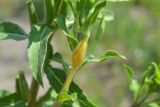 Oenothera depressa