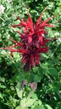 Monarda didyma