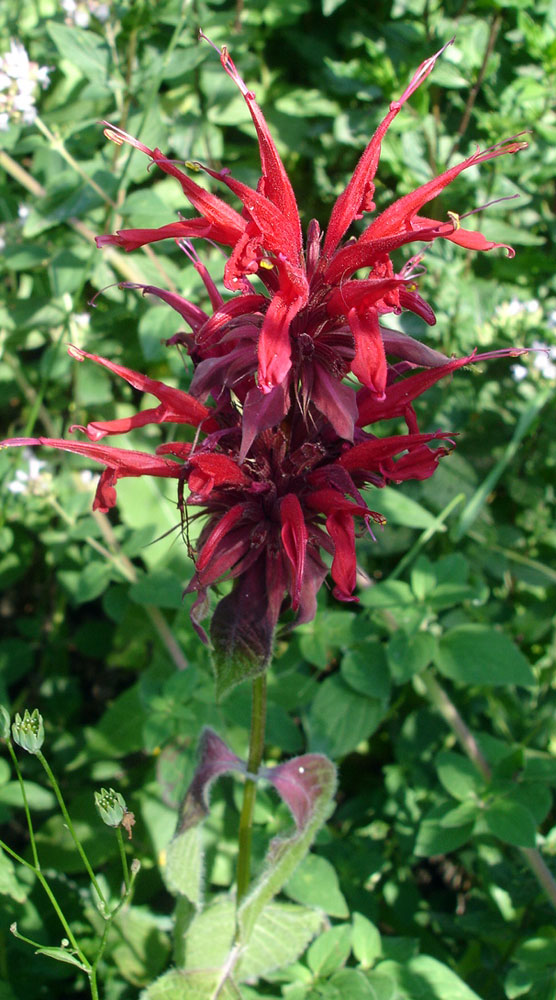 Image of Monarda didyma specimen.