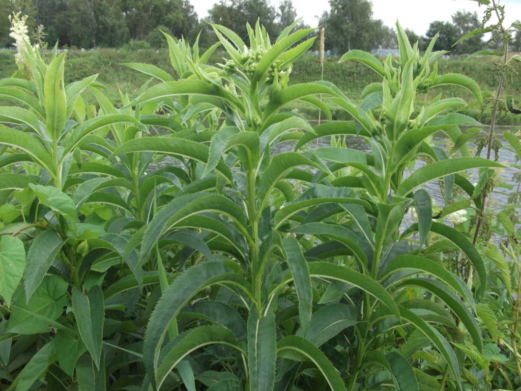 Изображение особи Senecio sarracenicus.