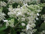 Hydrangea paniculata. Соцветие. Украина, Киев, Национальный ботанический сад. 20.08.2010.