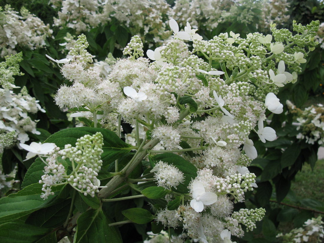 Изображение особи Hydrangea paniculata.