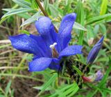 Gentiana pneumonanthe