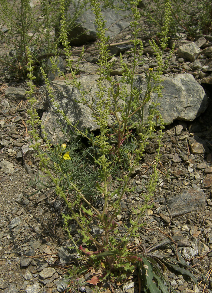 Image of Dysphania botrys specimen.