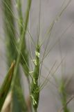 Aegilops triuncialis