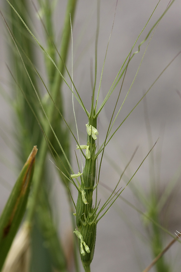 Image of Aegilops triuncialis specimen.