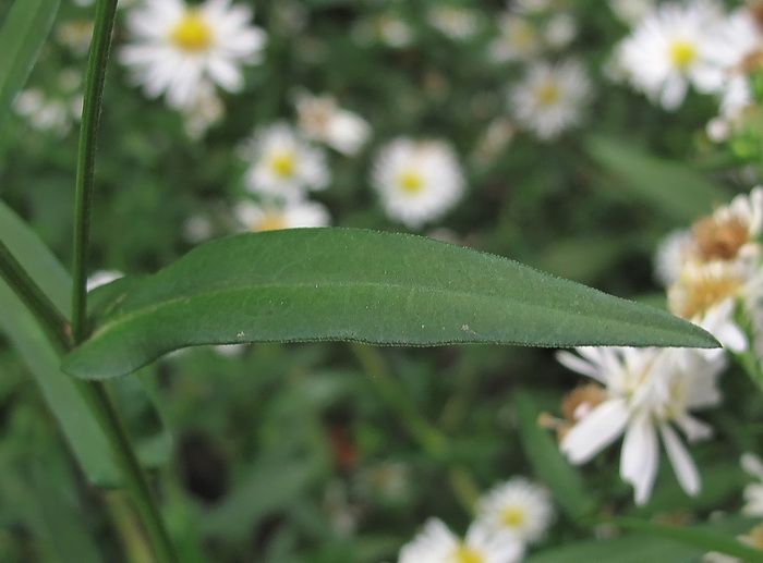 Image of Symphyotrichum novi-belgii specimen.