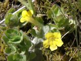 Mimulus moschatus