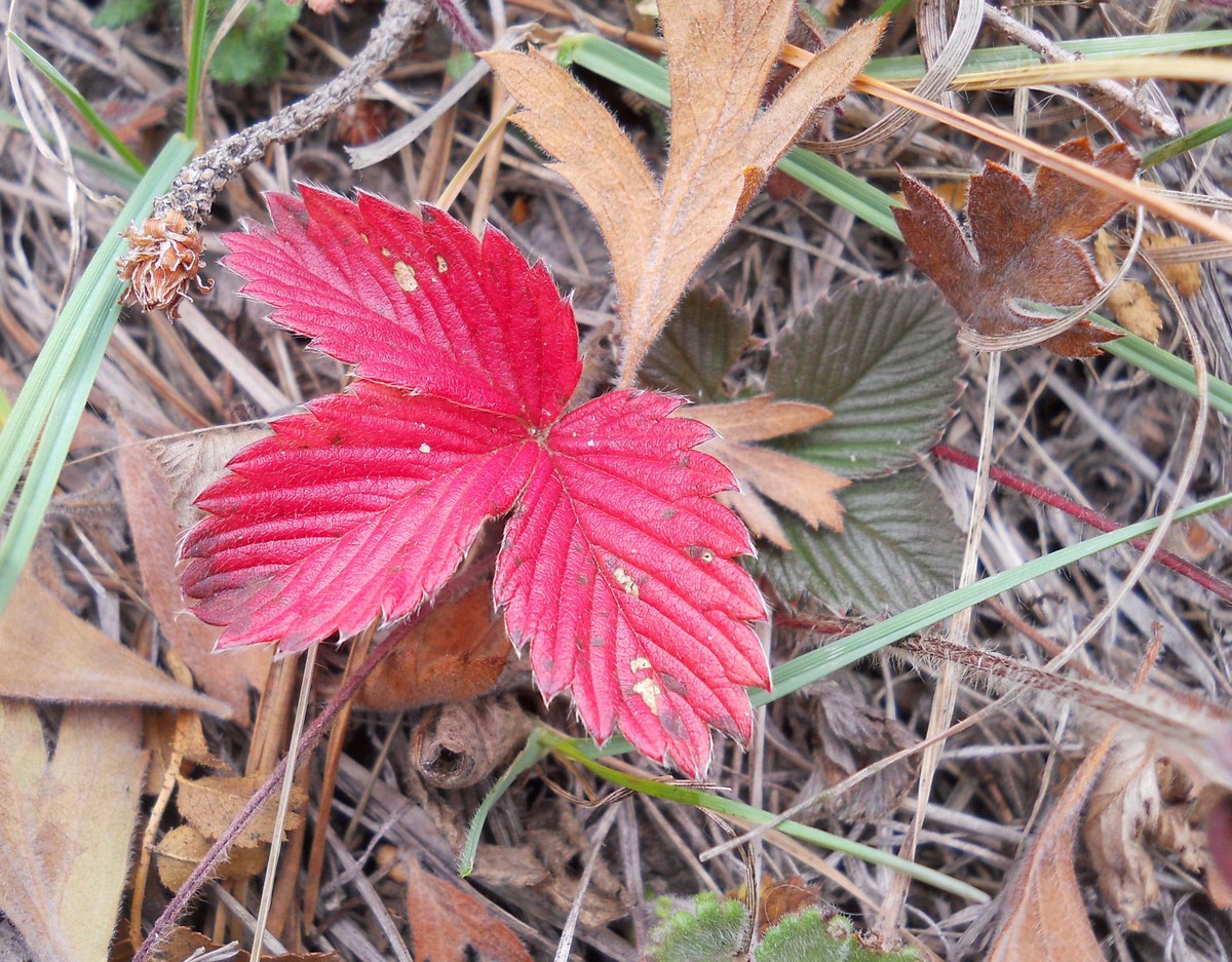 Image of Fragaria campestris specimen.