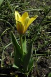 Tulipa kaufmanniana