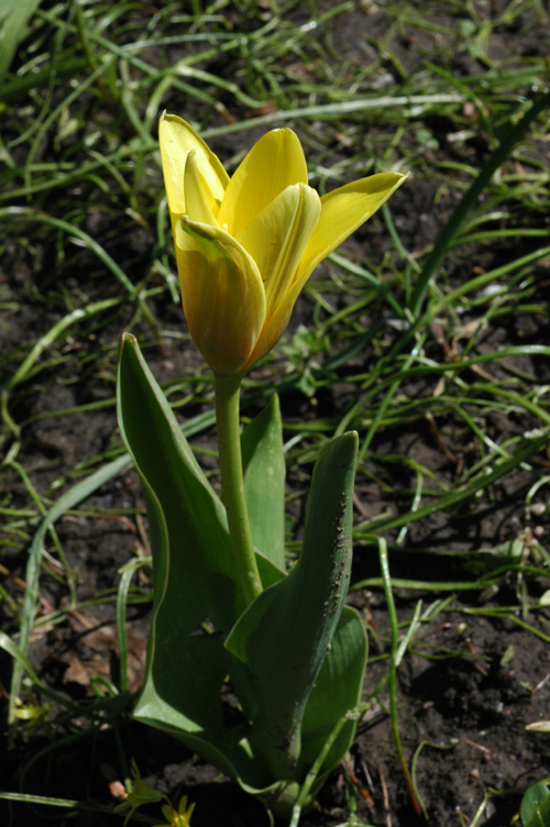 Изображение особи Tulipa kaufmanniana.