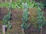 Picea форма glauca