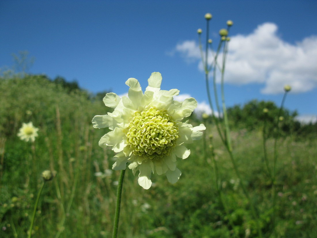 Изображение особи Cephalaria gigantea.