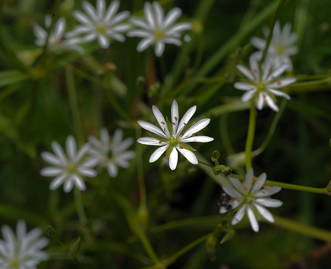 Image of Stellaria graminea specimen.