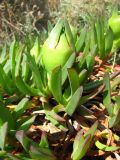 Carpobrotus edulis