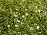 Stellaria longifolia