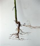 Artemisia annua. Нижняя часть стебля и корневая система. Украина, г. Киев, Южная Борщаговка, ул. Булгакова, рудеральный ценоз. 8 сентября 2012 г.