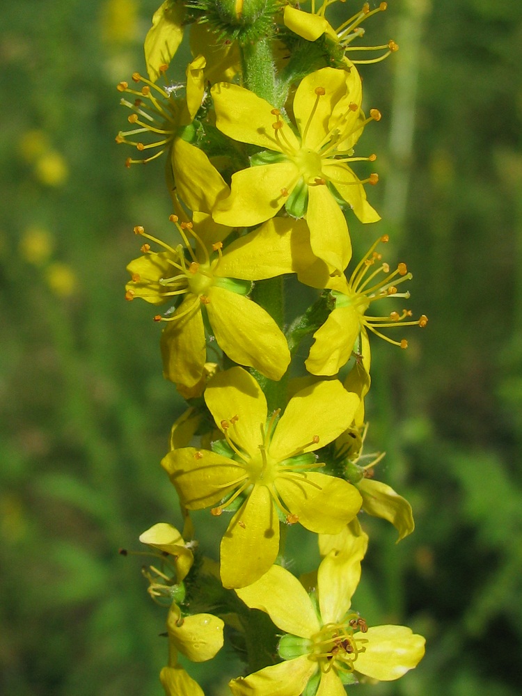 Image of Agrimonia eupatoria ssp. grandis specimen.