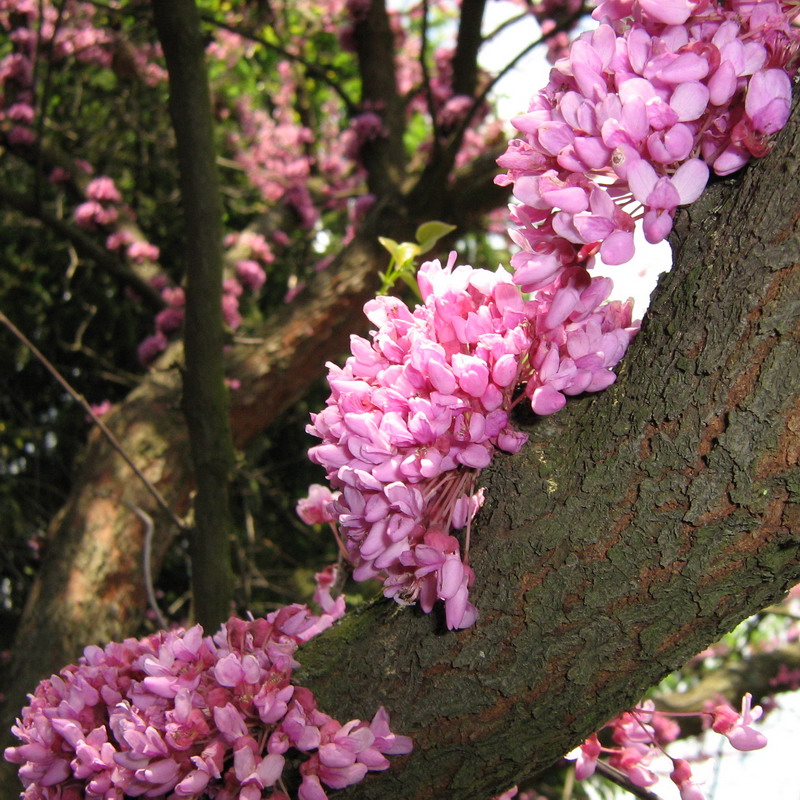 Изображение особи Cercis canadensis.