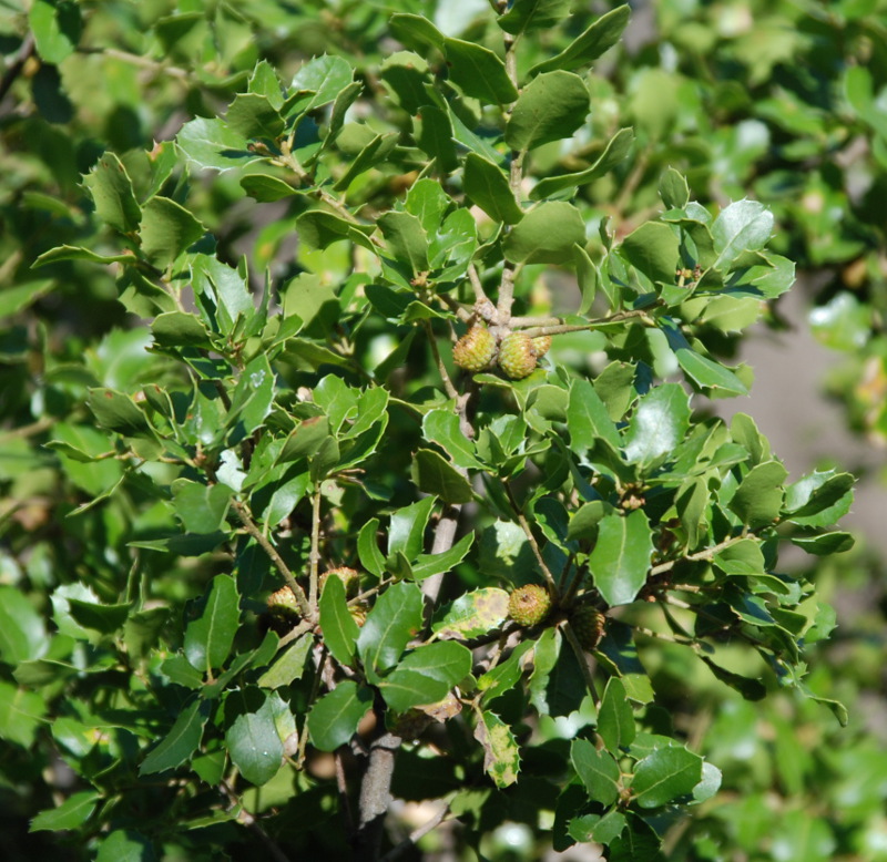 Изображение особи Quercus coccifera.