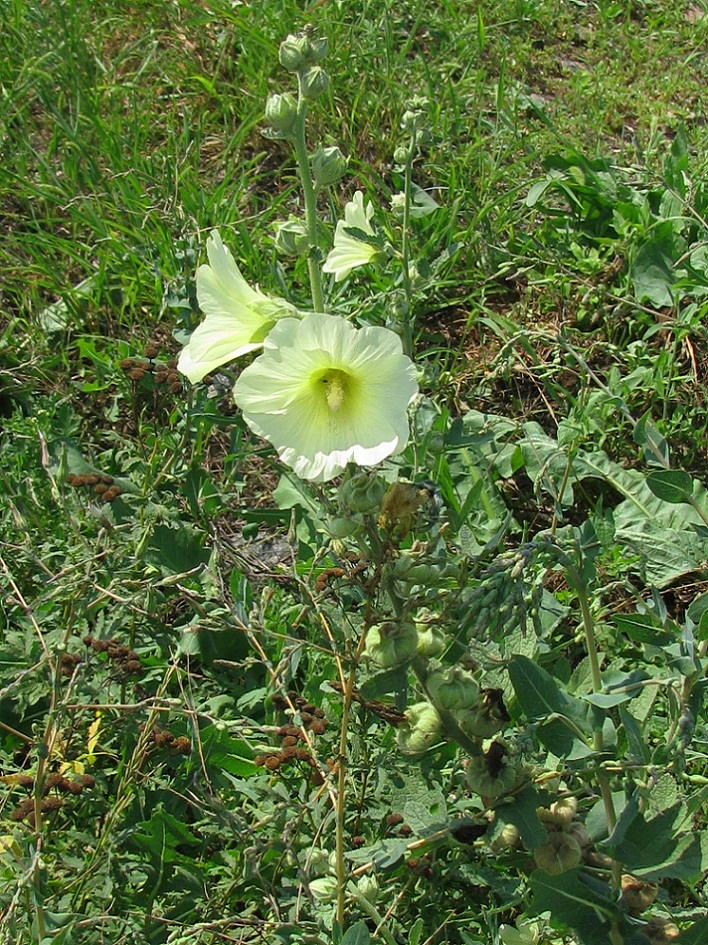 Изображение особи Alcea rugosa.