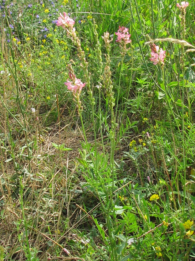 Image of genus Onobrychis specimen.